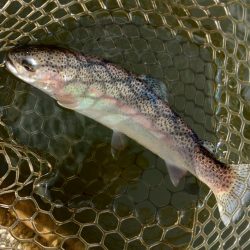 釣り初め！ 大安トラウトレイク